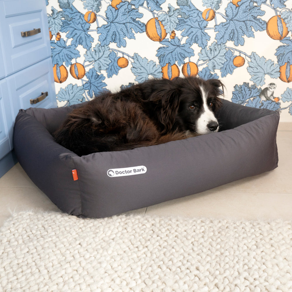 Müder Hund liegt in grauem Doctor Bark Hundebett vor bunter Wand. Ideal für erholsame Schlafmomente!