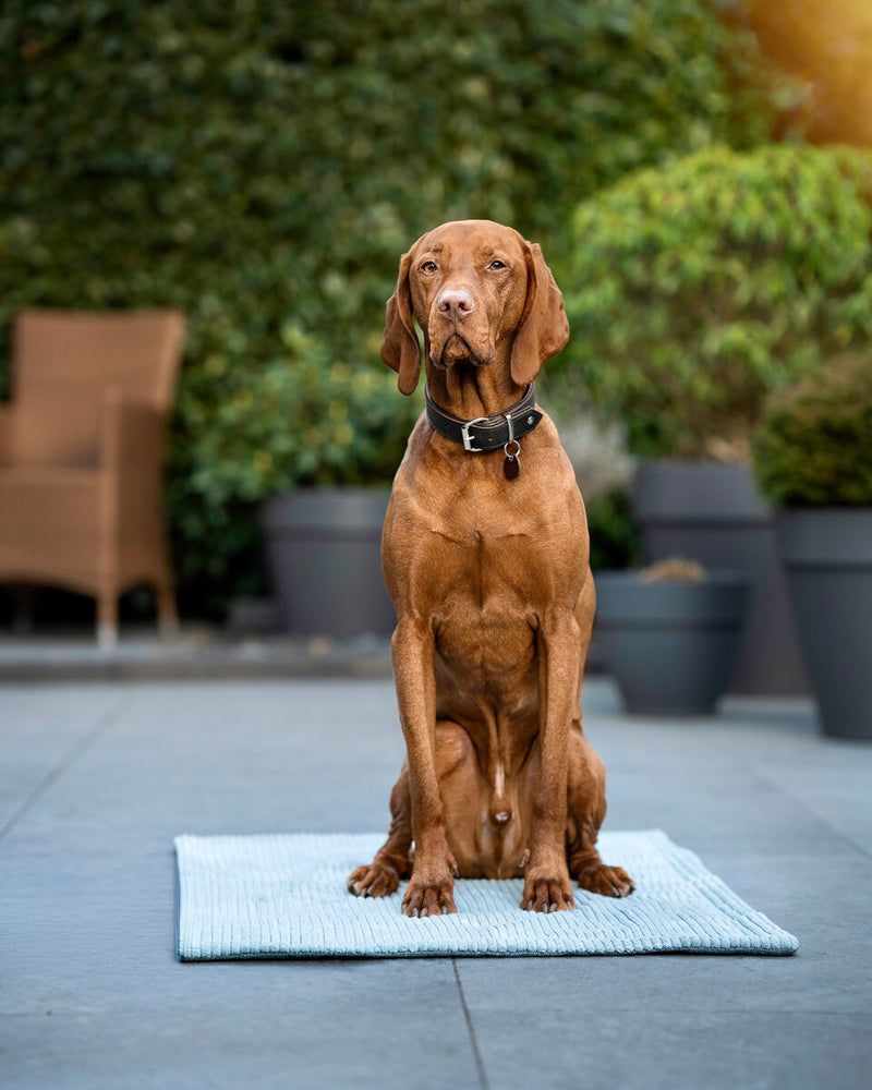 Brauner Hund auf blauer Teppichdecke, mit Halsband, vor grünen Pflanzen und Terrassenmöbeln sitzend.