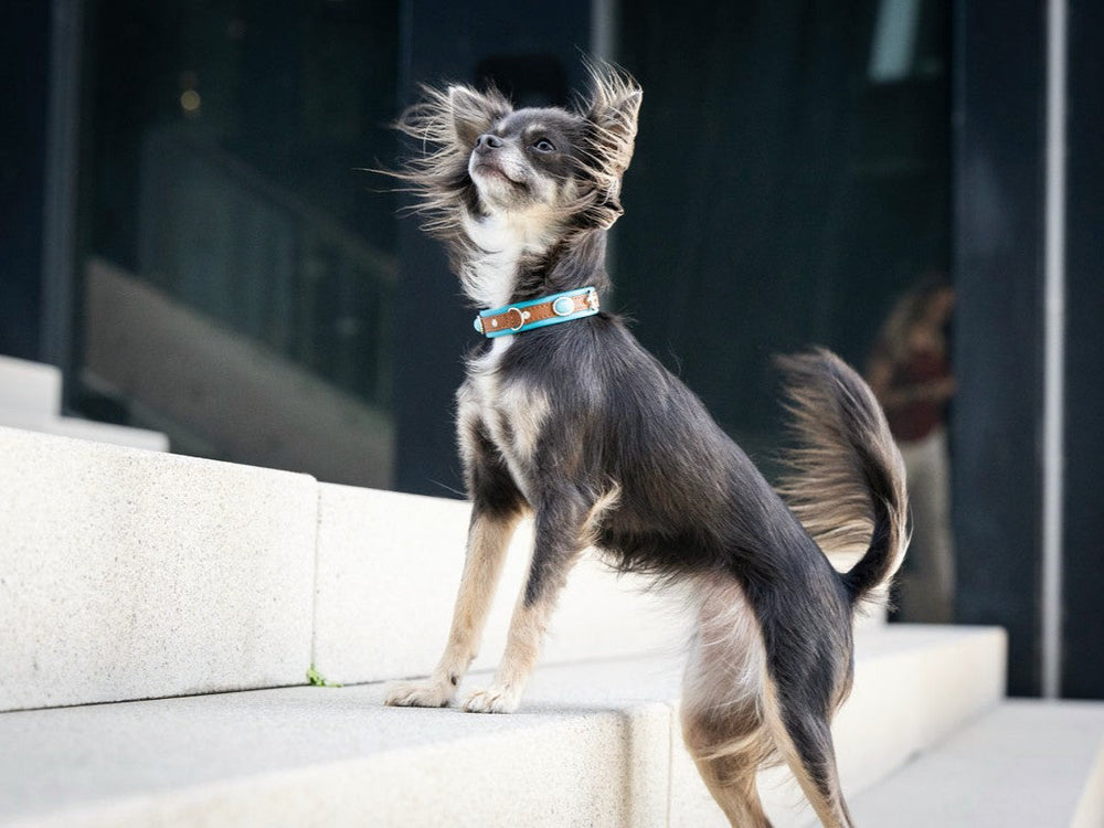 Kleiner Chihuahua auf Treppe mit glänzendem Fell und buntem Halsband, neugierig mit aufrechten Ohren und Schwanz.