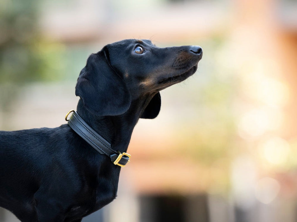 Schwarzer Dackel mit Halsband schaut in eine helle, natürliche Umgebung.