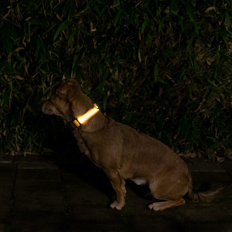 Hund mit leuchtendem gelbem Halsband sitzt in dunkler Umgebung, umgeben von grünen Pflanzen.