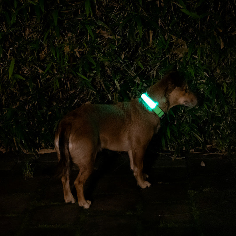 Hund mit leuchtend grünem Halsband neben bepflanzter Wand bei Nacht, sichtbar und sicher im Dunkeln.