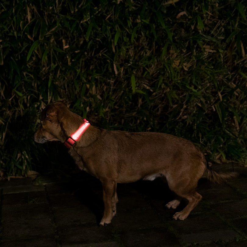 Leuchtendes reflektierendes Halsband von Doctor Bark an einem Hund in der Nacht für bessere Sichtbarkeit.