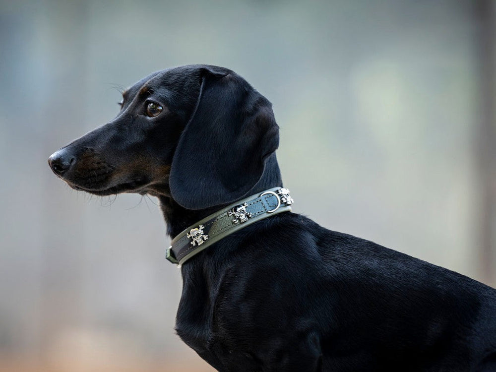 Schwarzer Dackel im Profil mit stilvollem Halsband Mini Wild Army vor unscharfem Hintergrund.