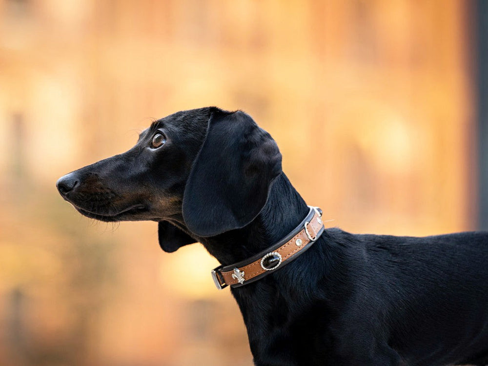 Schwarzer Dachshund mit neugierigem Blick, trägt braunes Halsband "Mini Dark Diamond", unscharfer warmer Hintergrund.