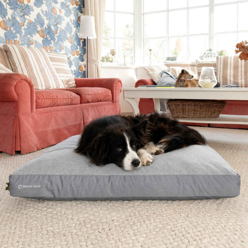 Hund auf grauem Lounge-Kissen von Doctor Bark in einem gemütlichen Wohnzimmer mit rotem Sofa und natürlichem Licht.