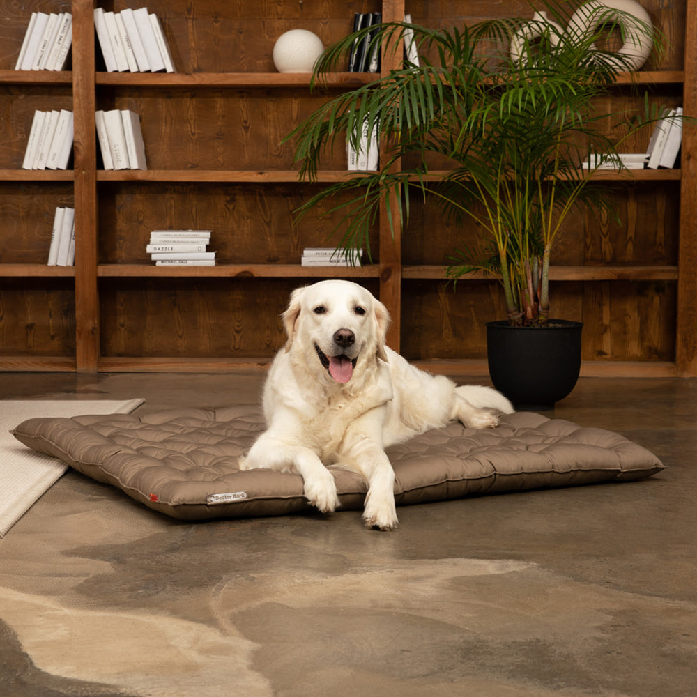 Golden Retriever entspannt auf braunem Hundebett, Bücherregal und Pflanze im Hintergrund, grauer Boden.