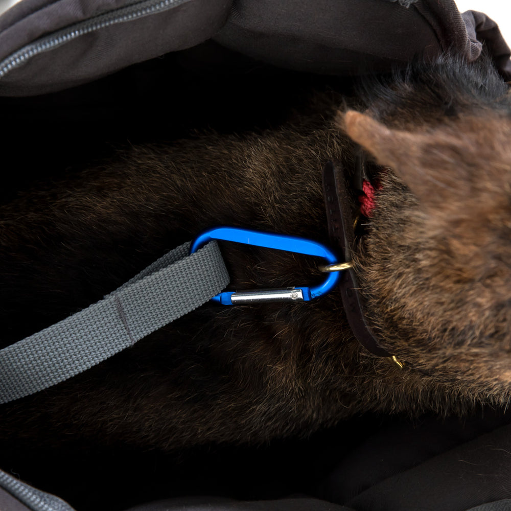 Brauner Hund sitzt in einer grauen Tasche, befestigt mit blauem Karabiner und grauem Leinen.