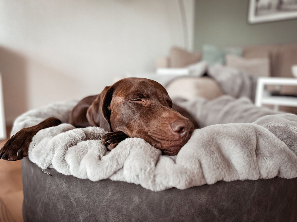 Ein schlafender Jagdhund im gemütlichen Buddelnest® Hundebett, entspannt mit Kopf auf dem Rand.