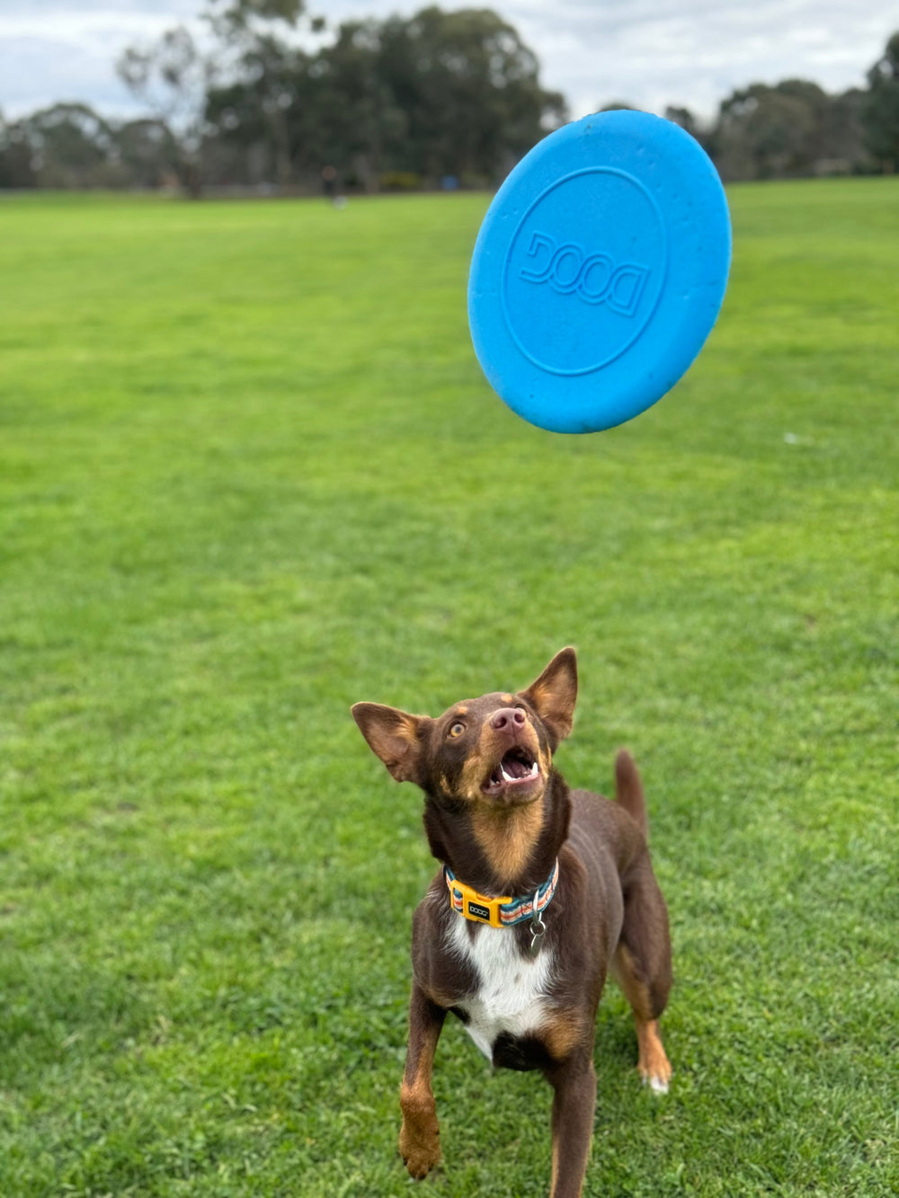 Brauner Hund fängt blauen Frisbee auf grüner Wiese, umgeben von verschwommenen Bäumen und Menschen, bei bewölktem Himmel.