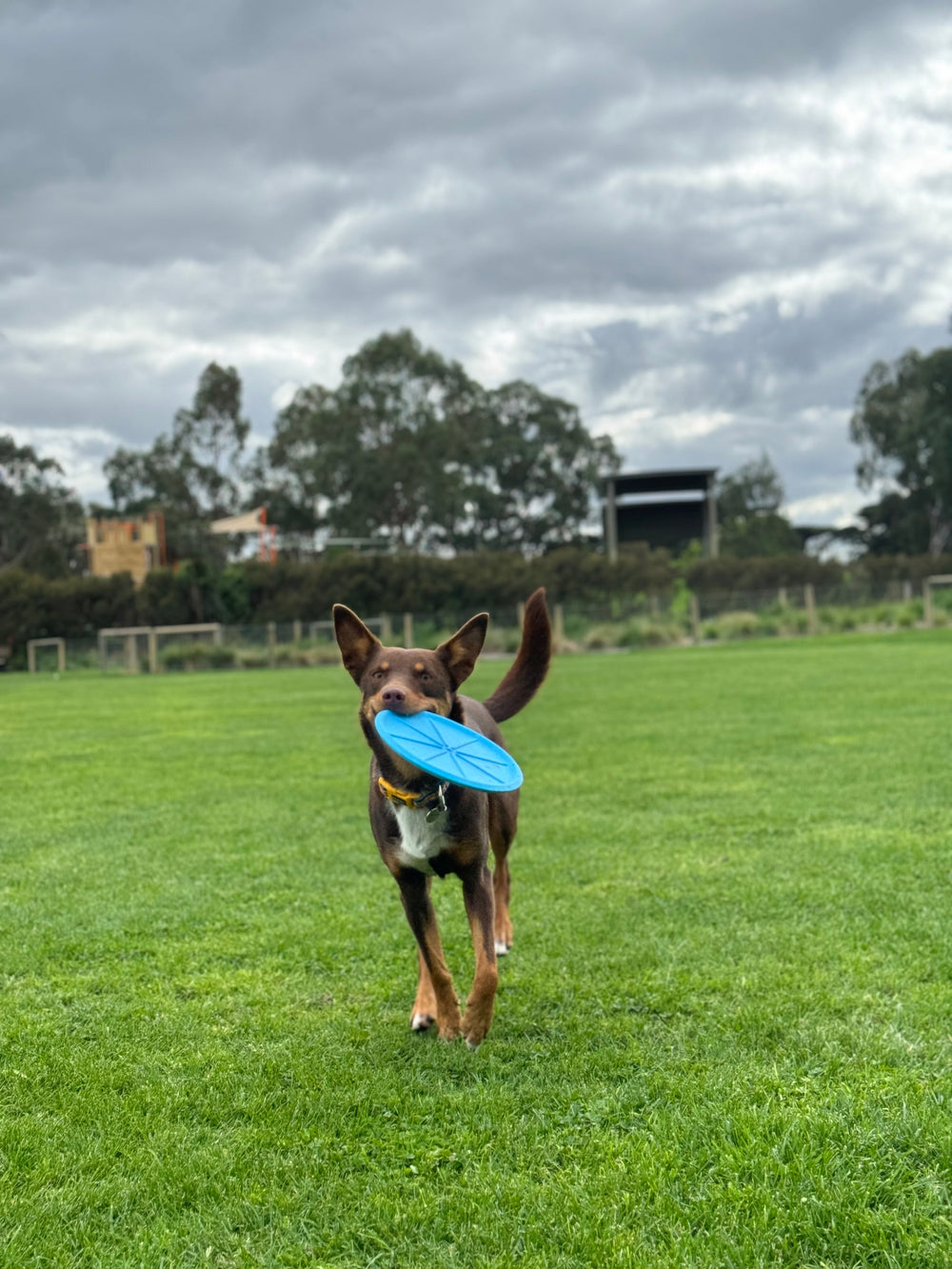Hund mit blauer Frisbee auf grüner Wiese, Bäume und Gebäude im Hintergrund, bewölkter Himmel.