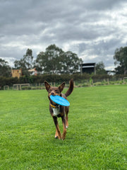 Hund mit blauer Frisbee auf grüner Wiese, Bäume und Gebäude im Hintergrund, bewölkter Himmel.