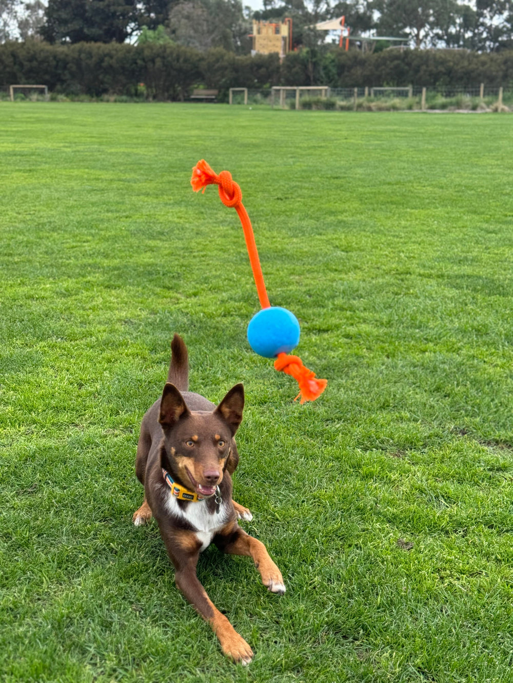 Hund auf grüner Wiese beobachtet sein Spielzeug, einen blauen Ball mit orangefarbener Schnur, aufmerksam.