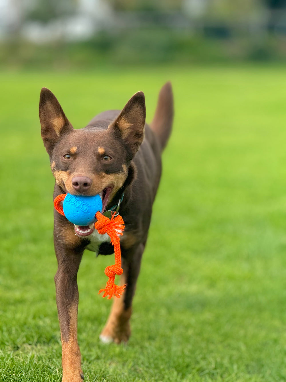 Brauner Hund läuft fröhlich mit blauem Ball und oranger Schnur über grüne Wiese.