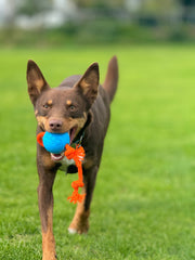 Brauner Hund läuft fröhlich mit blauem Ball und oranger Schnur über grüne Wiese.