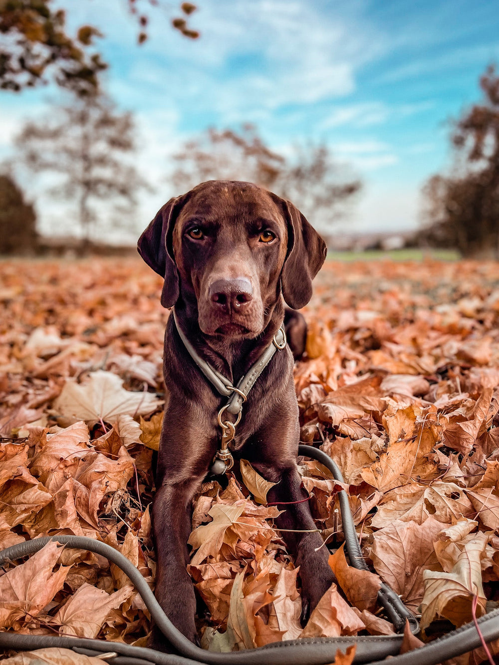 Brauner Hund liegt entspannt im bunten Laub und trägt ein Geschirr mit einer 2m goldenen Lederleine.