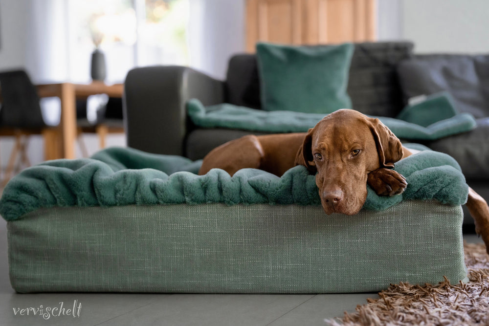 Brauner Hund entspannt auf grünem Hundebett Buddelbox® in gemütlichem Wohnraum mit Sofa und Tisch.