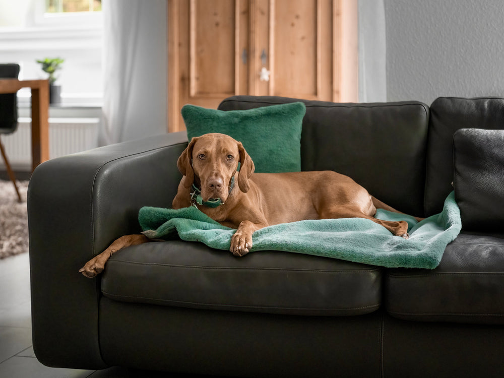 Brauner Hund liegt entspannt auf schwarzem Sofa, umgeben von grüner Decke und Kissen, mit Holzschrank im Hintergrund.