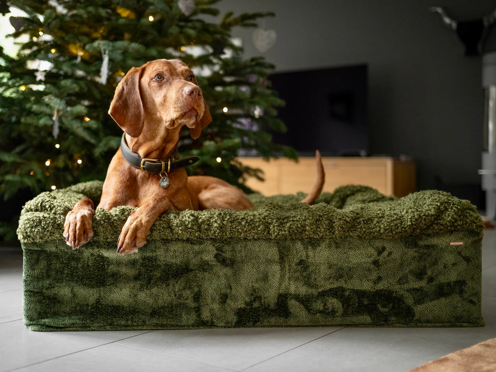"Brauner Hund auf flauschigem grünen Hundebett Buddelbox® vor festlich dekoriertem Weihnachtsbaum."