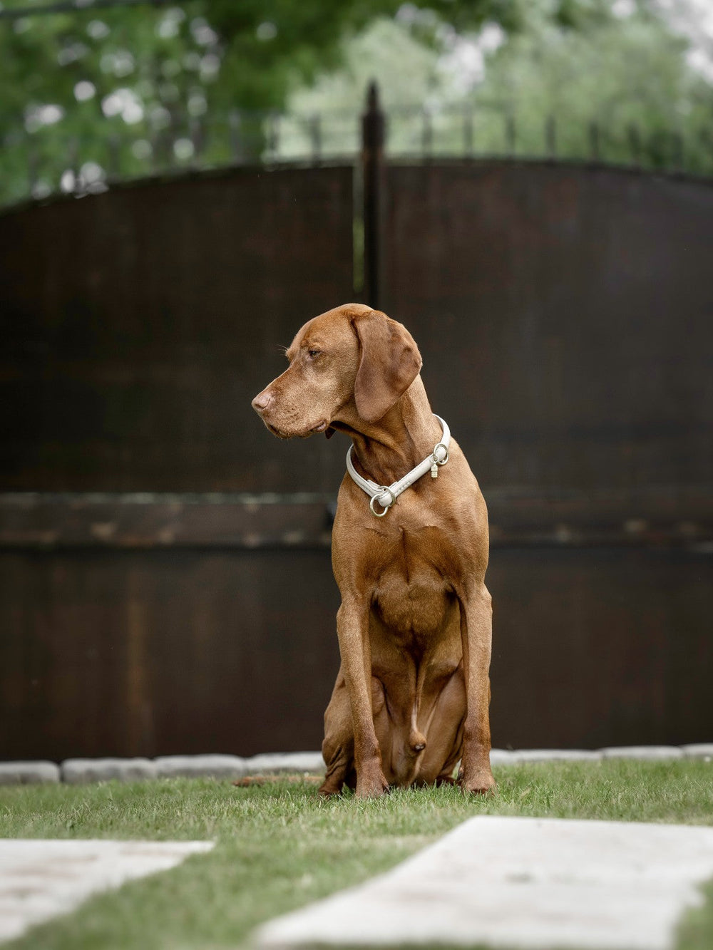 Brauner Hund mit hellem Halsband sitzt vor einer Metalltür, im Hintergrund grüne Wiese und Bäume.