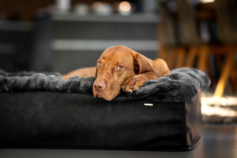 Entspannter brauner Hund auf hochwertigem Hundebett Buddelbox® mit plüschigem Bezug in unscharfem Hintergrund.
