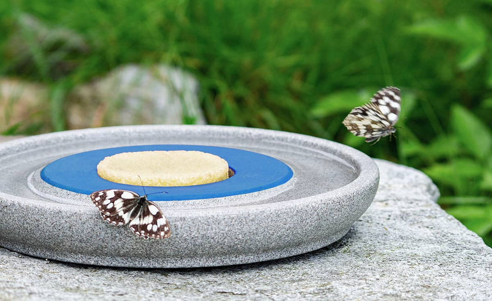 "Insektenstation Granicium: Grauer Stein mit Nahrung und zwei Schmetterlingen im Vordergrund."