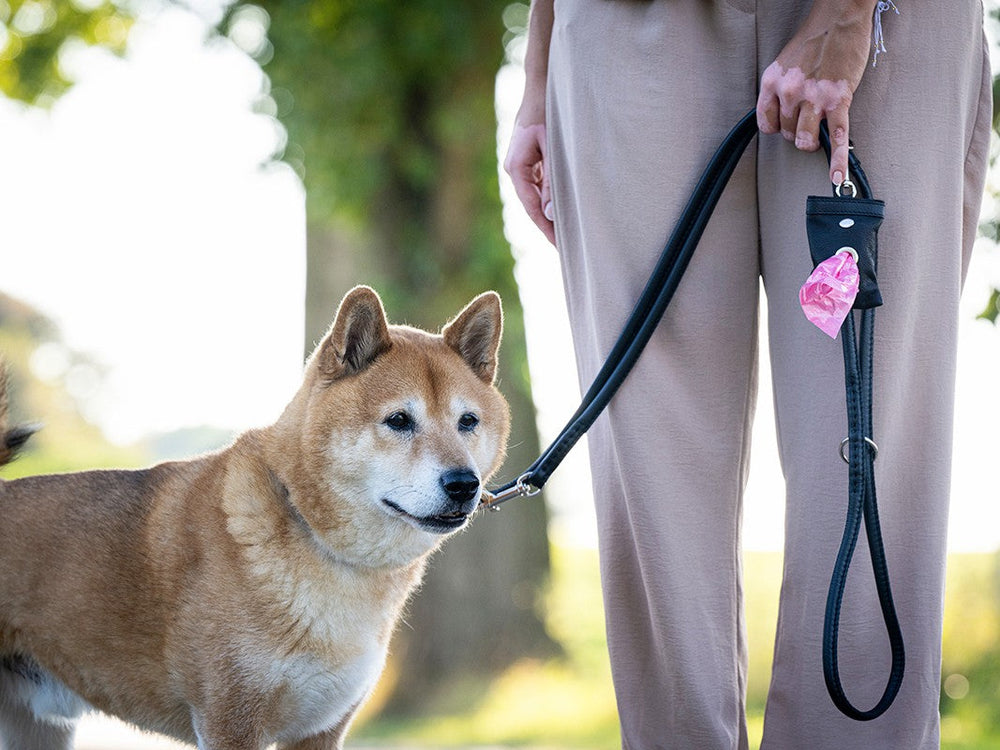 „Shiba Inu-Hund an der Leine, gehalten von einer Person in beigen Hosen vor unscharfen Bäumen.“