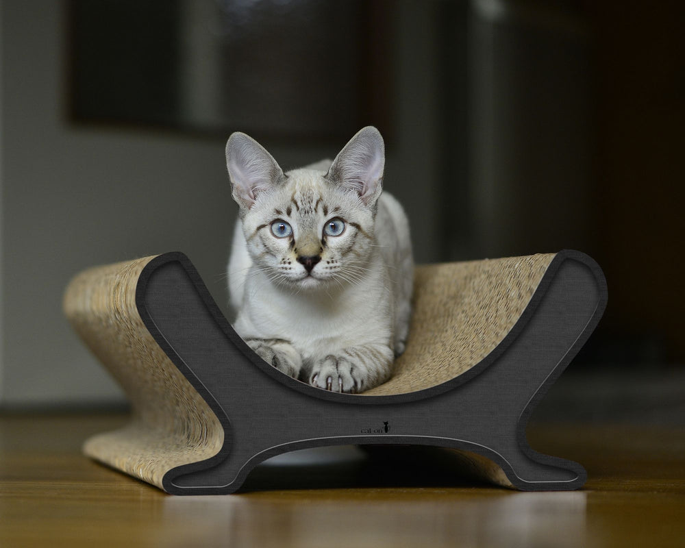 Katze mit hellem Fell und blauen Augen liegt auf stylishem Kratzbrett aus Holz und Naturmaterialien.