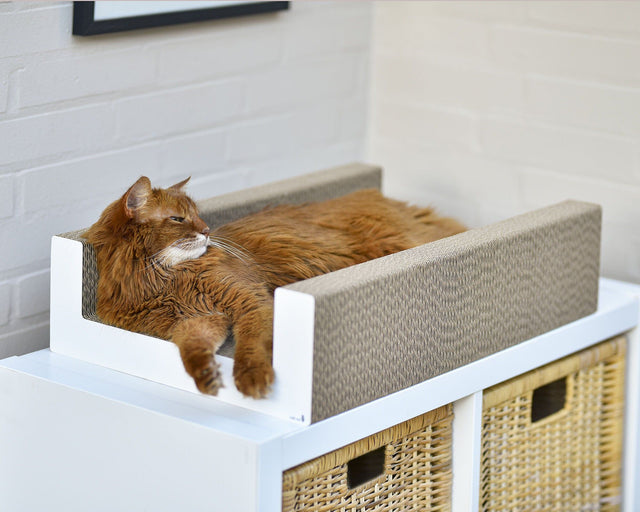 PURRFECT SCRATCH LOUNGE