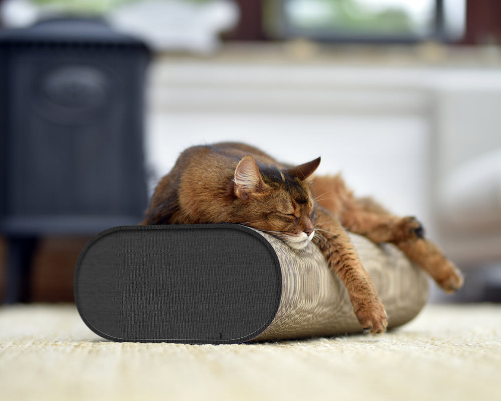 Schlafende Katze auf ovalem Kissen in heller, gemütlicher Umgebung mit Pflanzen und unscharfen Möbeln.