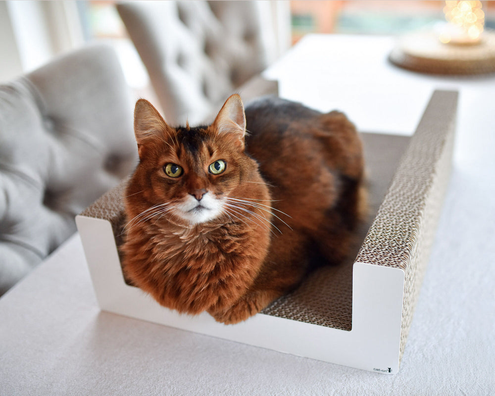 weiß,  gestrichen (000x) - Bild 5