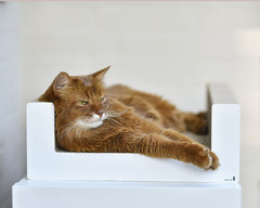 weiß,  gestrichen (000x) - Bild 4