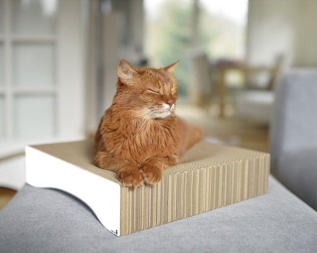 LE MOULE Katzenschale