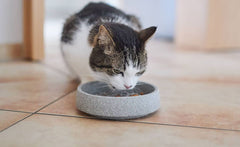 Katze mit gestreiftem Fell sitzt vor einem gefüllten Katzennapf aus Granicium auf gefliestem Boden.