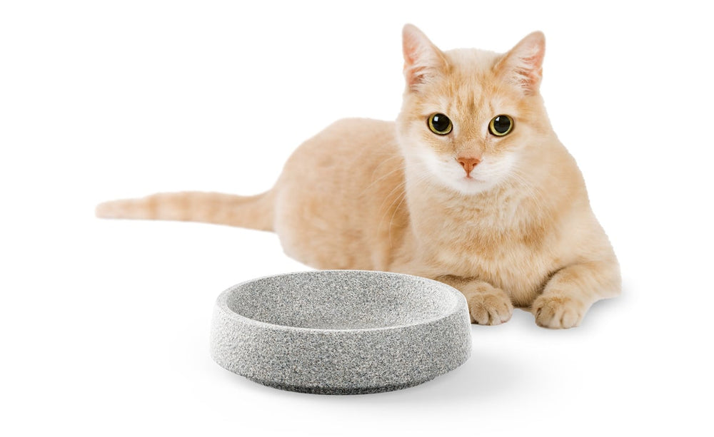 Orangefarbene Katze liegt neben grauem Katzennapf auf weißem Hintergrund und schaut direkt in die Kamera.