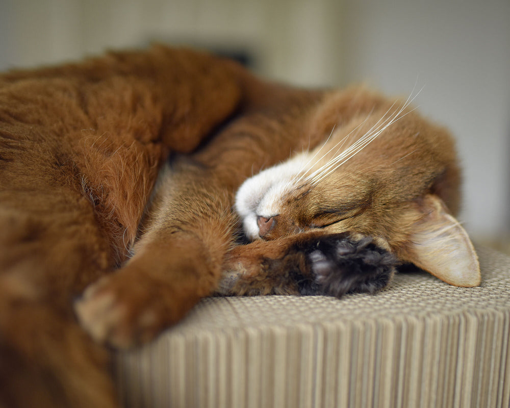 weiß,  gestrichen (000x) - Bild 3