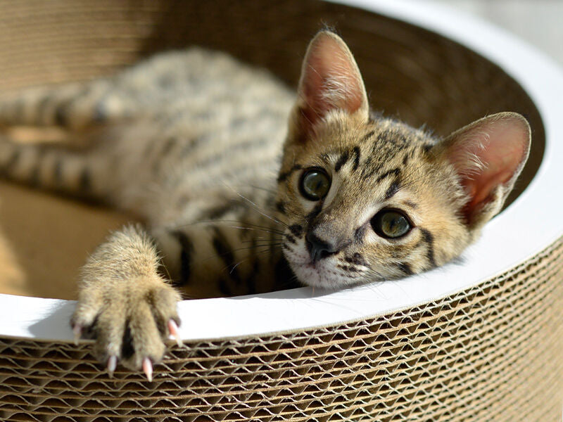 11 cm, weiß,  gestrichen (000x) - Bild 6