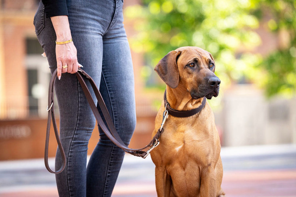 Person mit Hund an einer 2m langen, silbernen Premium-Lederleine in einer grünen Umgebung. Der Hund schaut aufmerksam.
