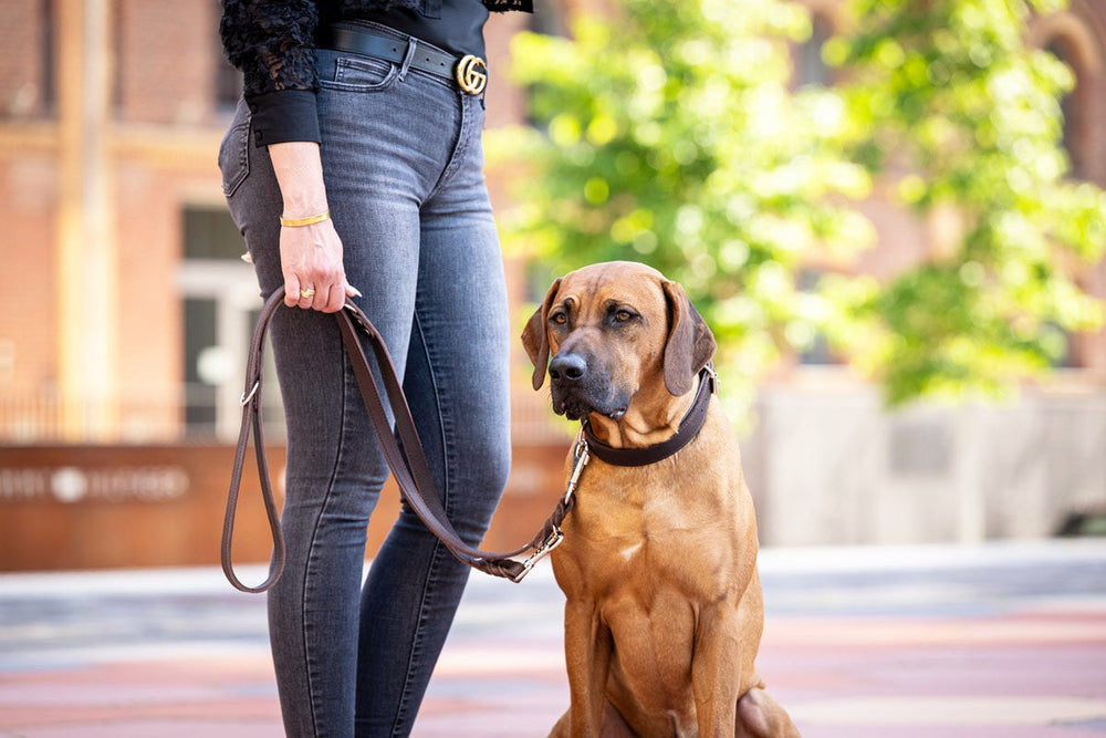 "Halsband Klassik Premium in schwarz, Hund sitzt entspannt an der Leine einer Person in schwarzer Bluse und Jeans."