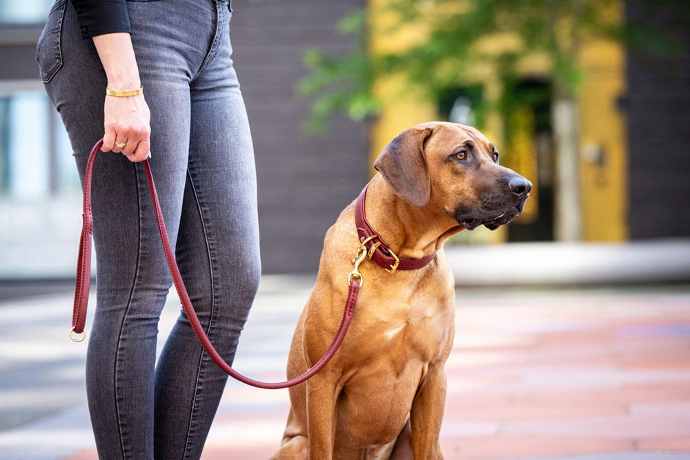 Frau in schwarzer Bluse hält einen braunen Hund an einer 1,20m langen goldenen Leine. Hund sitzt aufmerksam neben ihr.