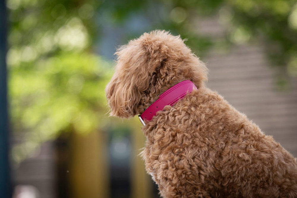 Hund mit lockigem, braunem Fell trägt pinkes Halsband vor verschwommenem, grünem Hintergrund.