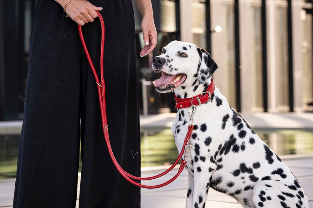 Person mit schwarzer Kleidung hält Dalmatiner an roter Leine vor moderner Architektur, Hund sitzt freundlich.