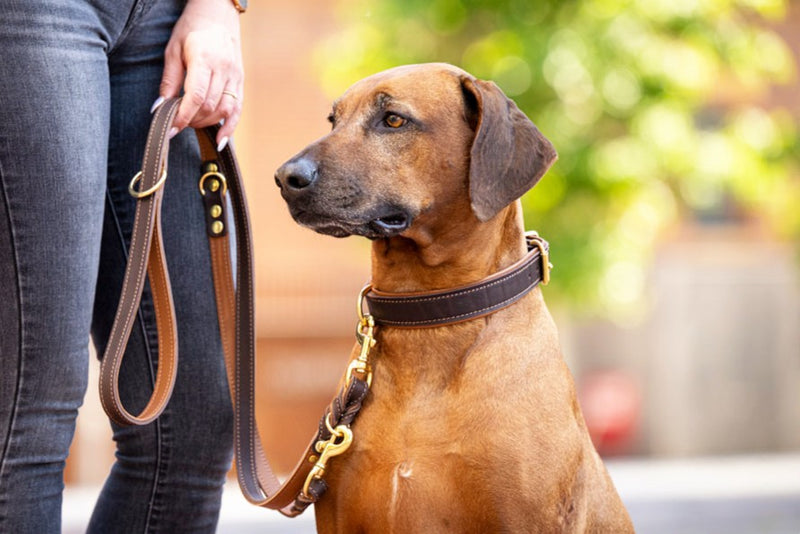 "Hund mit braunem Fell an klassischer Lederleine, gehalten von Person in Jeans, aufmerksam in die Ferne schauend."