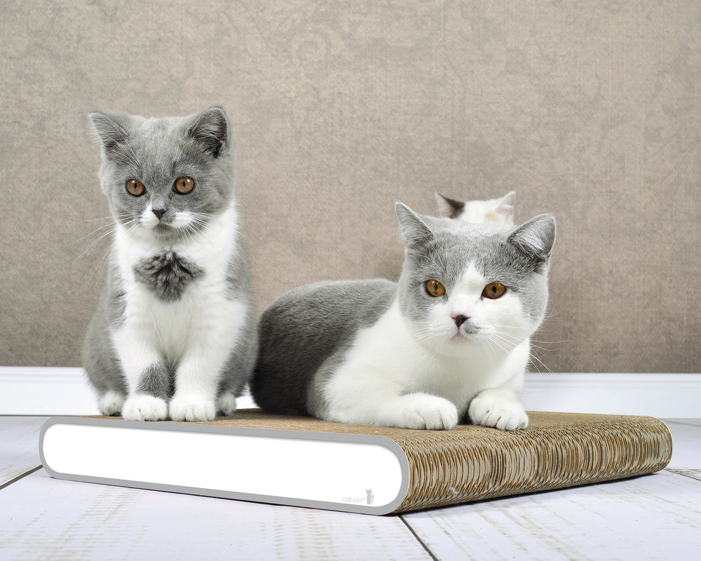 weiß, grauer Rand (000d) - Bild 2