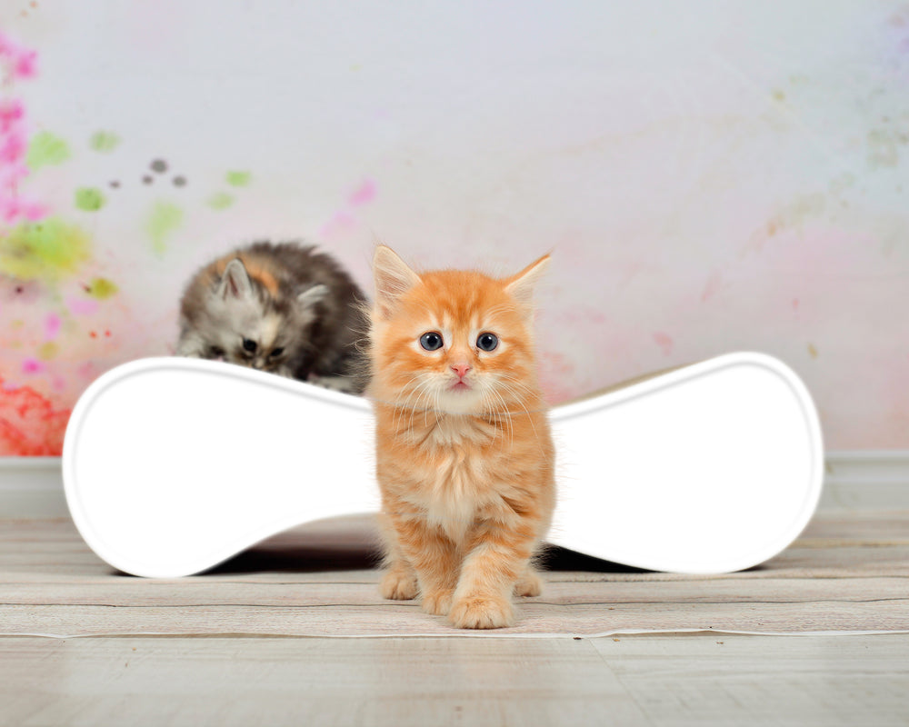 weiß mit Rand (000) - Bild 3