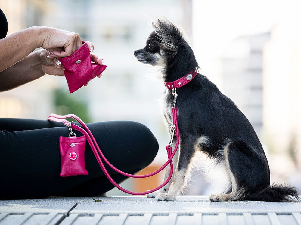 Person mit pinker Hundetasche hält kleinen Hund an pinker Leine, Hund trägt passendes Halsband in lebhaftem Umfeld.