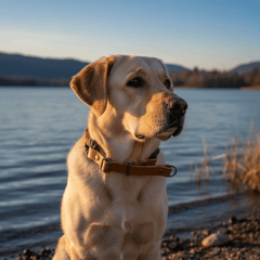 Labrador Retriever sitzt am Seeufer, umgeben von Hügeln und einem klaren Himmel im warmen Licht. Tauhalsband Ahoi sichtbar.