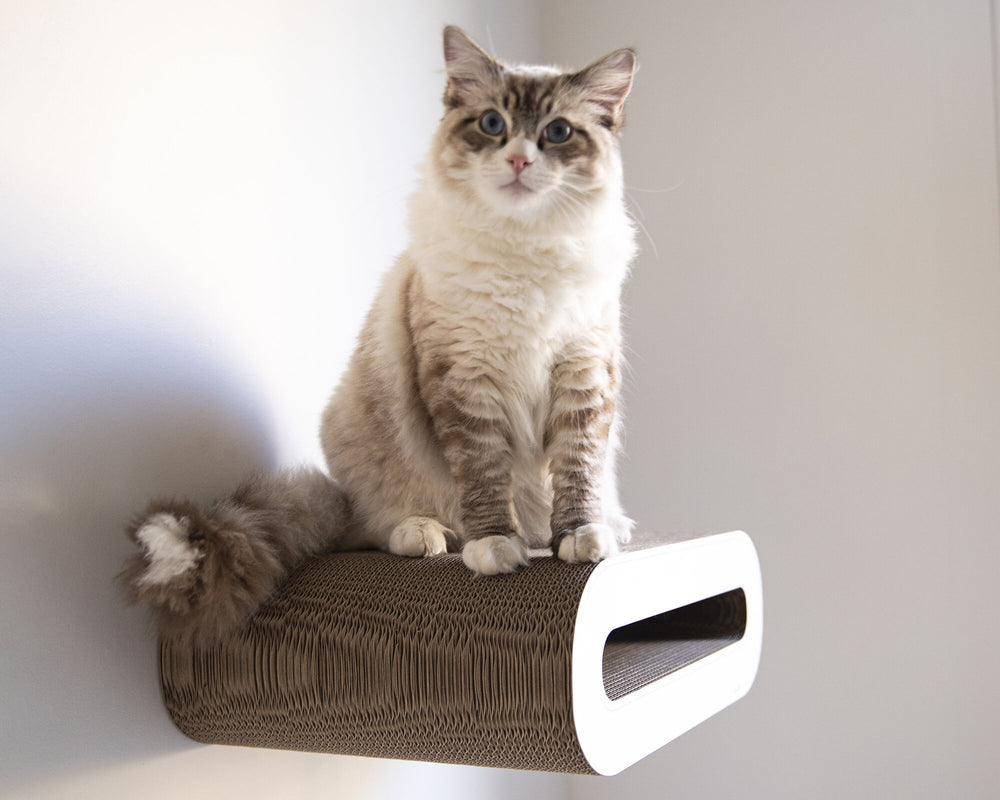 weiß,  gestrichen (000x) - Bild 1