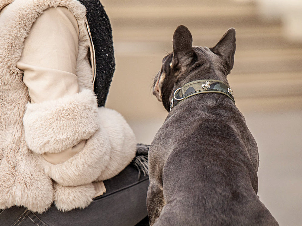 "Person mit hellem Mantel sitzt neben einer Französischen Bulldogge im Halsband."