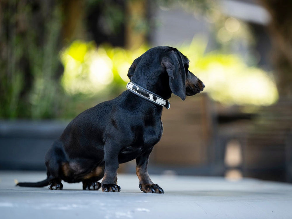 Schwarzer Dackel mit hellem Halsband sitzt vor unscharfer grüner Pflanzenlandschaft im sanften Licht.
